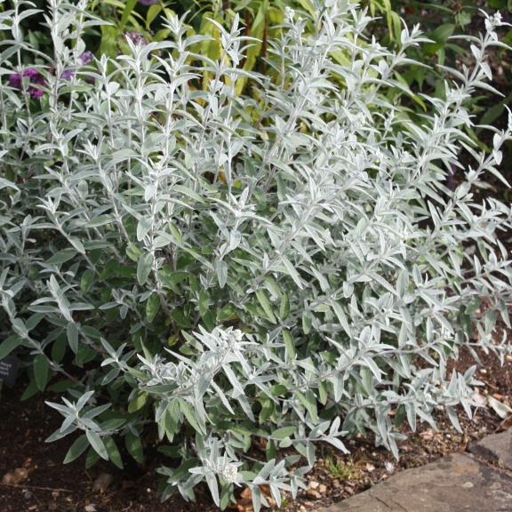 Buddleja davidii Silver Annyversary ® - Pépinière La Forêt