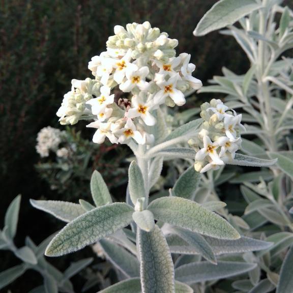 Buddleja davidii Silver Annyversary ® - Pépinière La Forêt