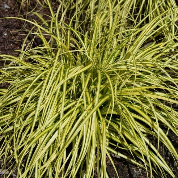 Carex oshimensis Eversheen ® - Pépinière La Forêt