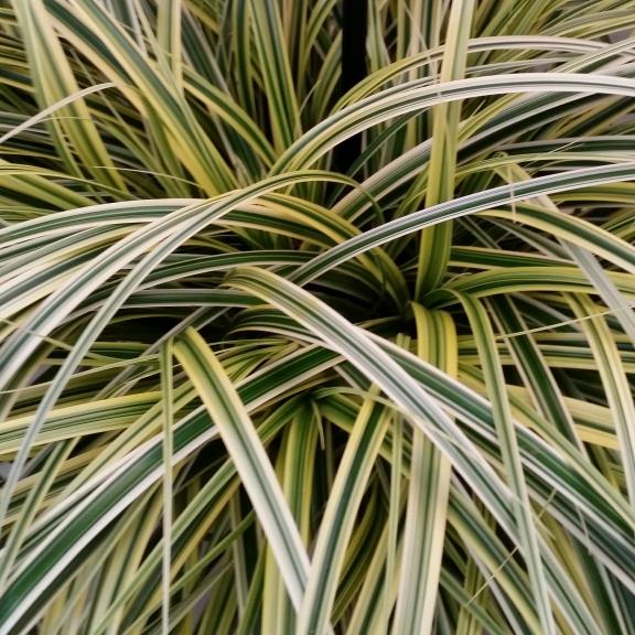 Carex oshimensis Feather Falls ® - Pépinière La Forêt