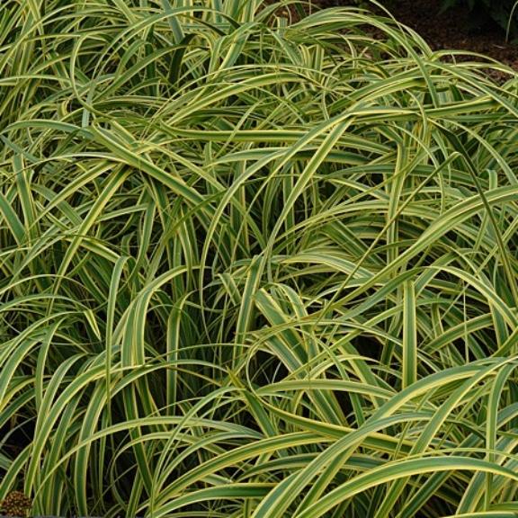 Carex trifida Rekohu Sunrise ® - Pépinière La Forêt