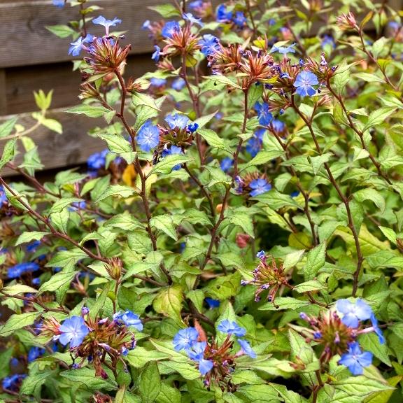 Ceratostigma  willmottianum - Pépinière La Forêt