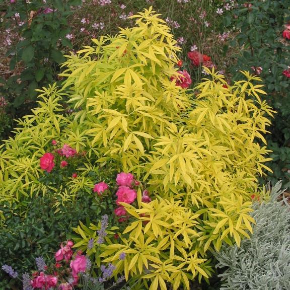 Choisya dumosa Gold Finger ® - Pépinière La Forêt