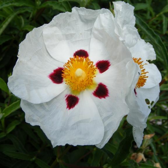 Cistus x purpureus Alan Fradd - Pépinière La Forêt