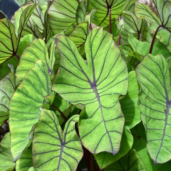 Colocasia esculenta Blue Hawai ® - Pépinière La Forêt