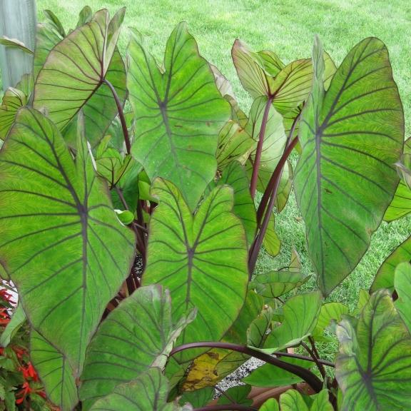 Colocasia esculenta Blue Hawai ® - Pépinière La Forêt