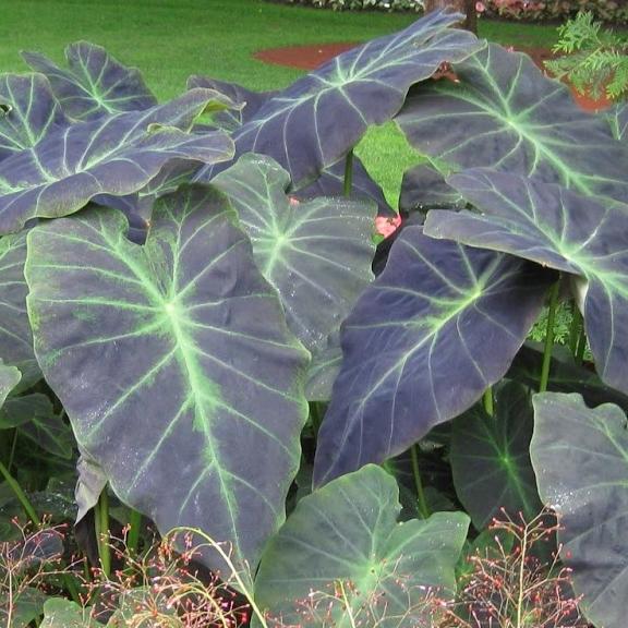 Colocasia illustris - Pépinière La Forêt