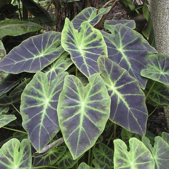 Colocasia illustris - Pépinière La Forêt