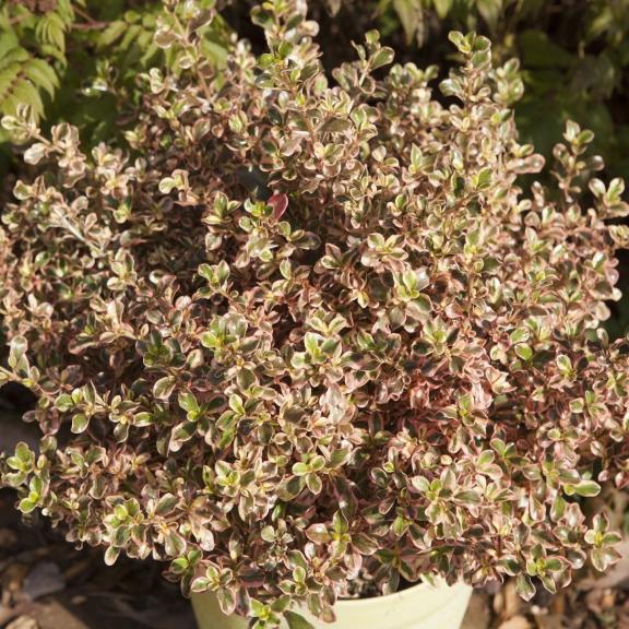 Coprosma Evening Glow ® - Pépinière La Forêt