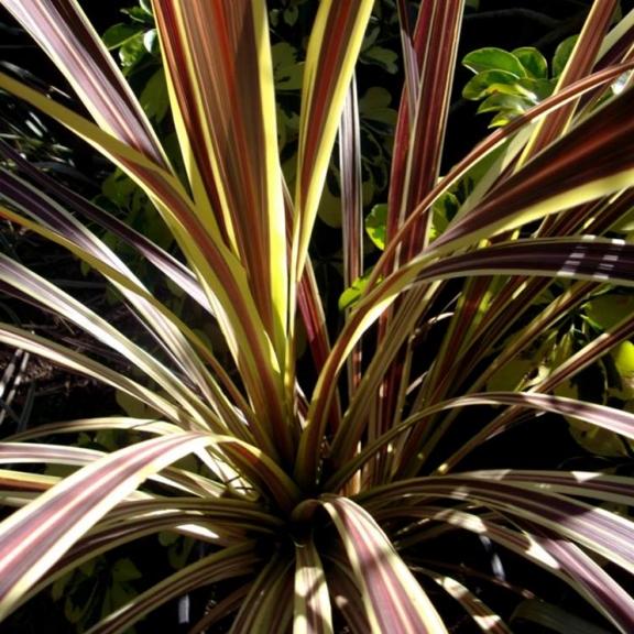 Cordyline x banksii Electric Flash ® - Pépinière La Forêt