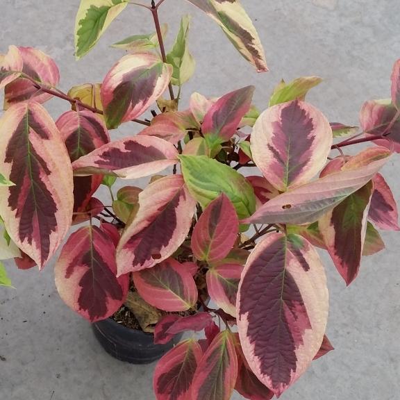 Cornus stolonifera Hedgerow Gold - Pépinière La Forêt