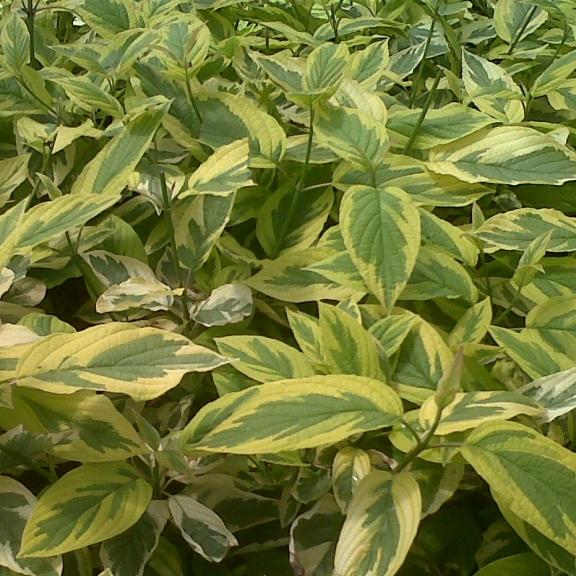 Cornus stolonifera Hedgerow Gold - Pépinière La Forêt