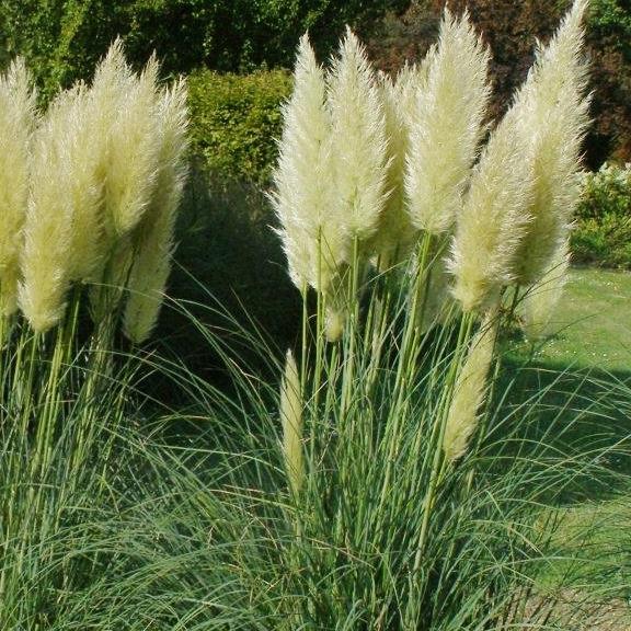 Cortaderia selloana Evita ® - Pépinière La Forêt