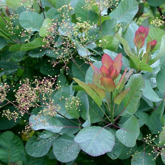 Cotinus Old Fashioned ® - Pépinière La Forêt