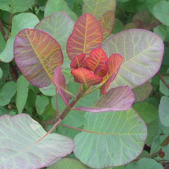 Cotinus Old Fashioned ® - Pépinière La Forêt