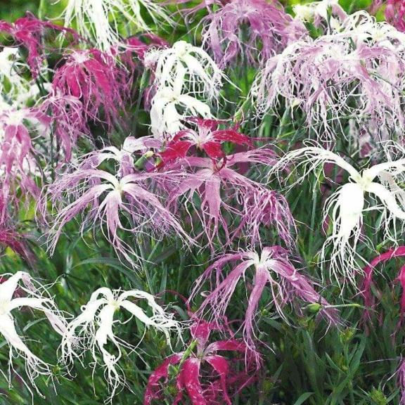 Dianthus Dancing Geisha - Pépinière La Forêt