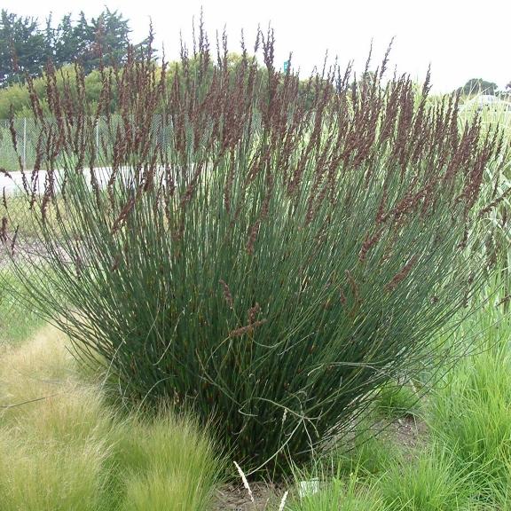 Elegia techtorum - Pépinière La Forêt