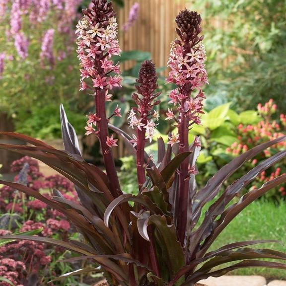 Eucomis comosa Sparkling Burgundy - Pépinière La Forêt