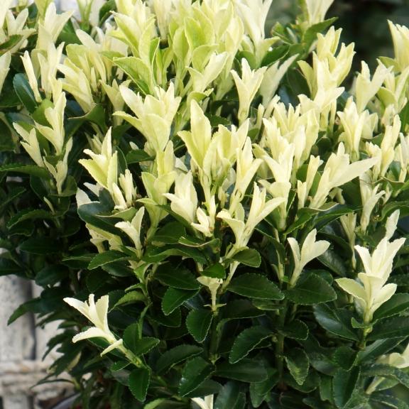 Euonymus japonicus Paloma Blanca ® - Pépinière La Forêt