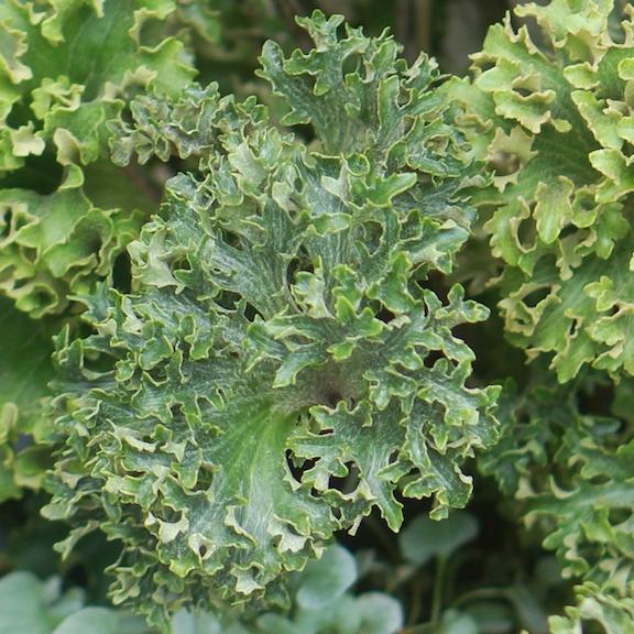 Farfugium japonicum Wavy Gravy ® - Pépinière La Forêt