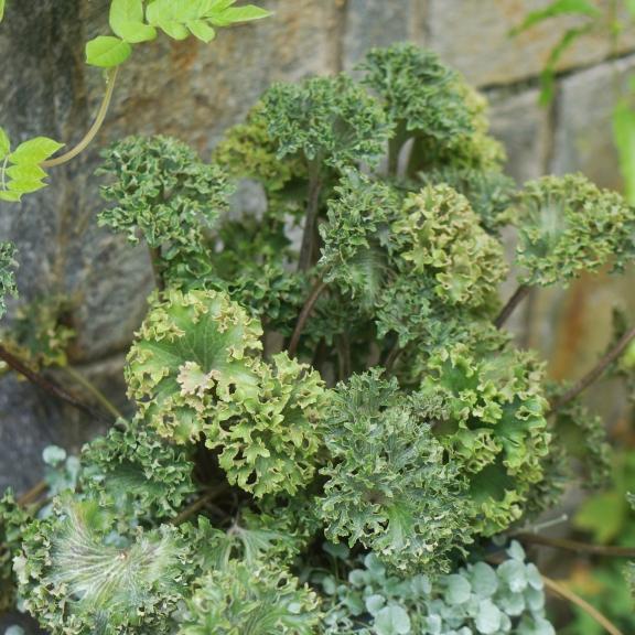 Farfugium japonicum Wavy Gravy ® - Pépinière La Forêt