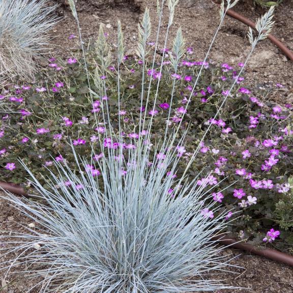 Festuca glauca Intense Blue ® - Pépinière La Forêt