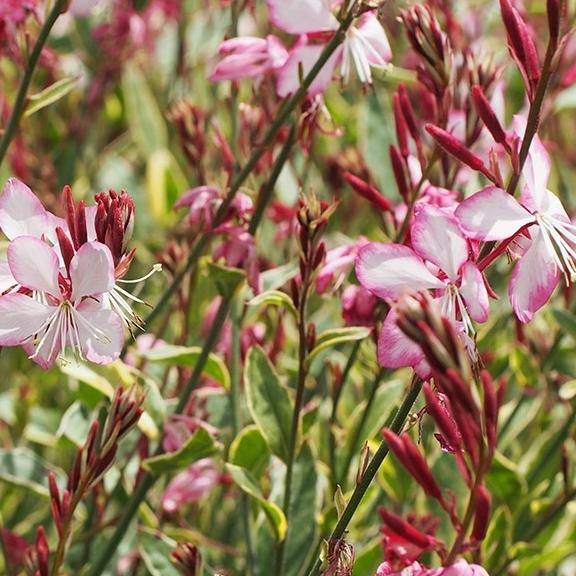 Gaura Freefolk Rosy ® - Pépinière La Forêt