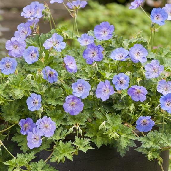 Geranium Azure Rush ® - Pépinière La Forêt