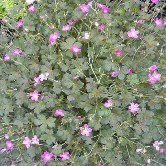 Geranium x Orkney Cherry ® - Pépinière La Forêt