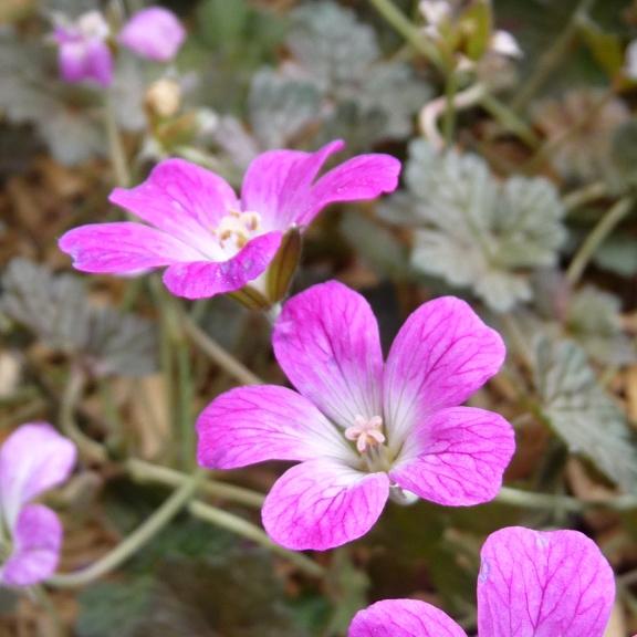 Geranium x Orkney Cherry ® - Pépinière La Forêt