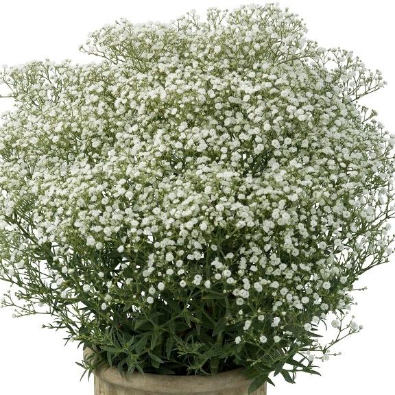 Gypsophila White Flare ® - Pépinière La Forêt