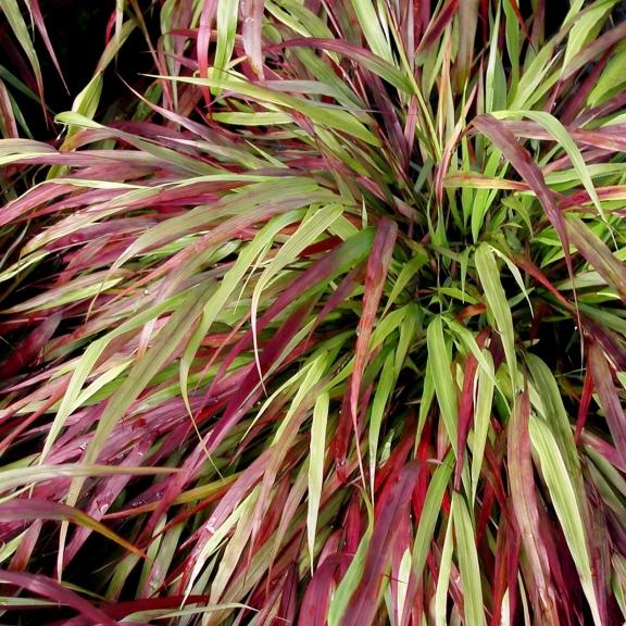 Hakonechloa macra Beni Kaze - Pépinière La Forêt