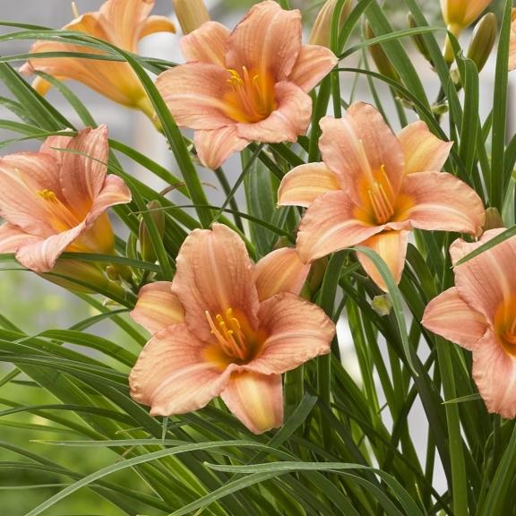 HEMEROCALLIS EveryDaylily Ping Wing ® - Pépinière La Forêt