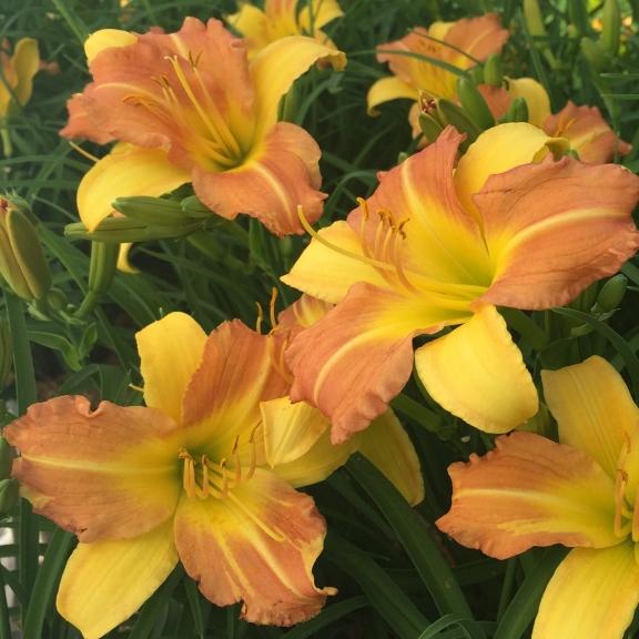 HEMEROCALLIS EveryDaylily Punch Yellow ® - Pépinière La Forêt