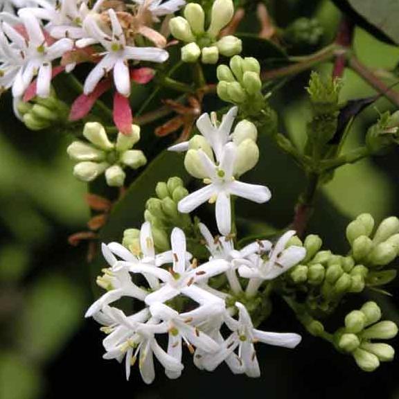 Heptacodium miconioides - Pépinière La Forêt