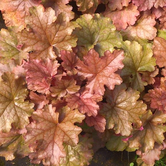 Heuchera World Caffé ® Americano ®  - Pépinière La Forêt