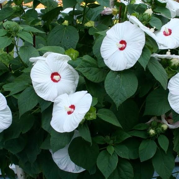 Hibiscus moscheutos Luna F1 Blanc - Pépinière La Forêt