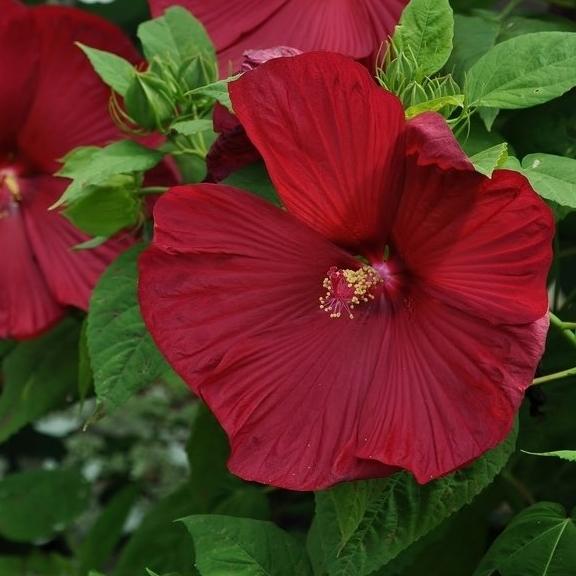 Hibiscus moscheutos Luna F1 Red - Pépinière La Forêt