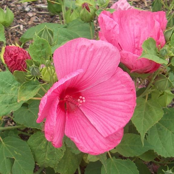 Hibiscus moscheutos Luna F1 Rose - Pépinière La Forêt