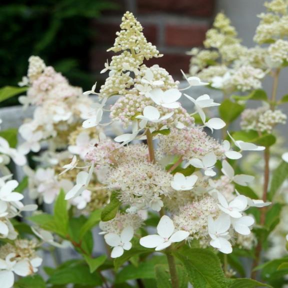 Hydrangea paniculata Confetti ® - Pépinière La Forêt