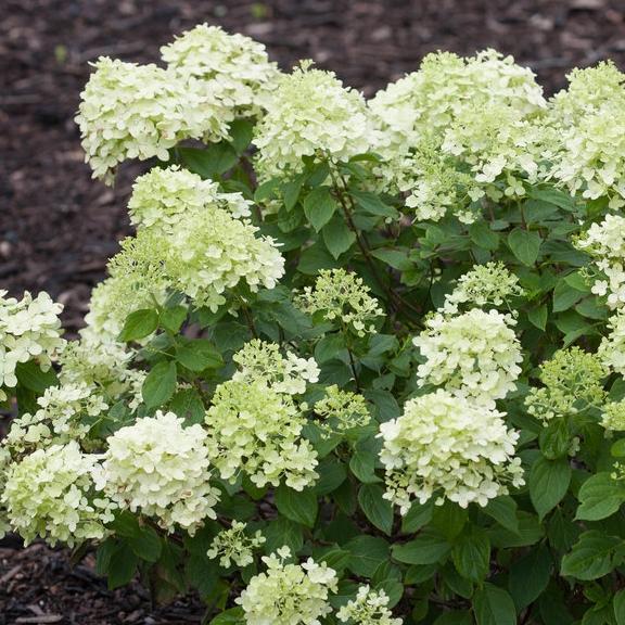 Hydrangea paniculata Little Lime®  - Pépinière La Forêt