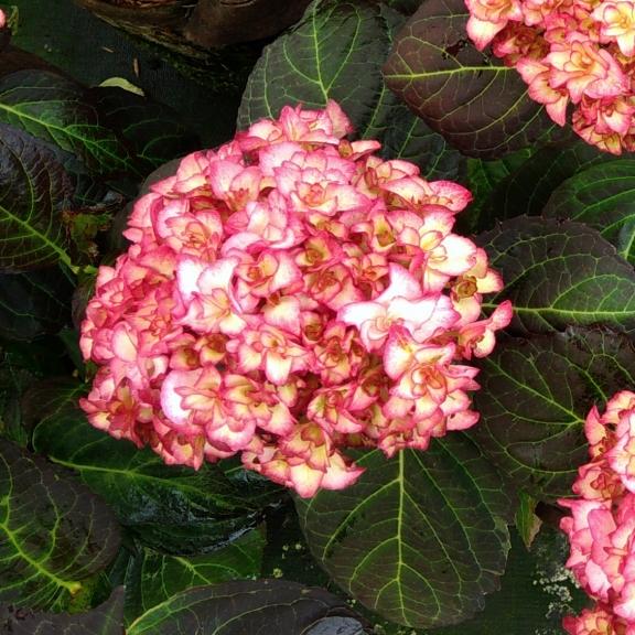 Hydrangea macrophylla Miss Saori ® - Pépinière La Forêt