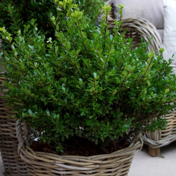 Ilex crenata Luxus Globe ® - Pépinière La Forêt