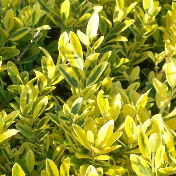 Ilex crenata Luxus Lingold  - Pépinière La Forêt