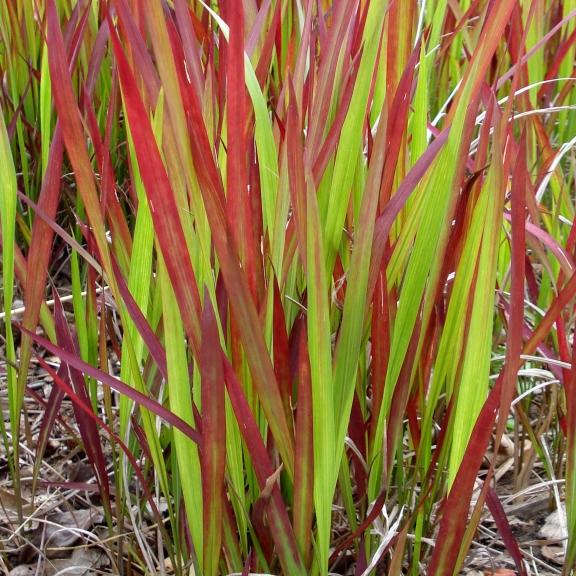 Imperata cylindrica 'Red Baron' - Pépinière La Forêt