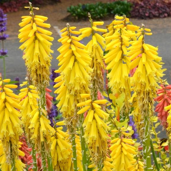 Kniphofia Lemon Popsicle ® - Pépinière La Forêt