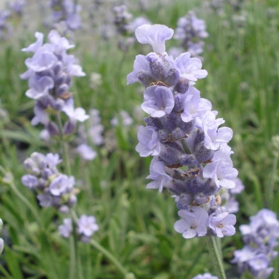 Lavandula angustifolia Melissa Lilac ® - Pépinière La Forêt