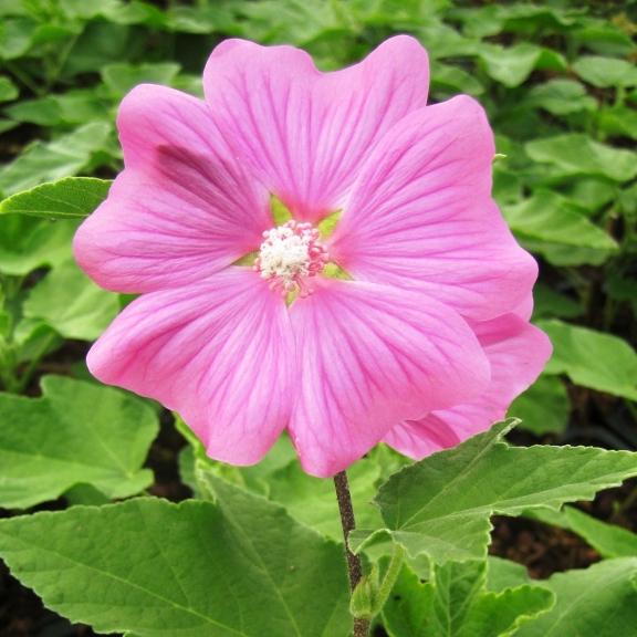 Lavatera Bredon Spring - Pépinière La Forêt