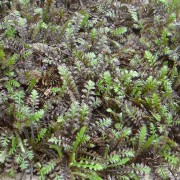 Leptinella squalida Platts Black - Pépinière La Forêt