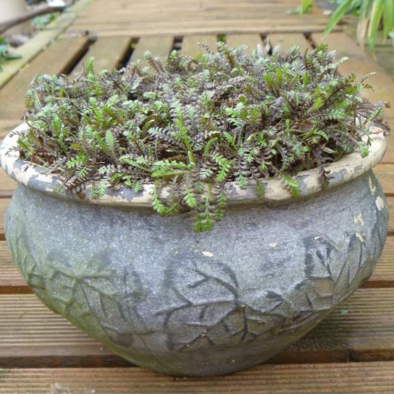 Leptinella squalida Platts Black - Pépinière La Forêt